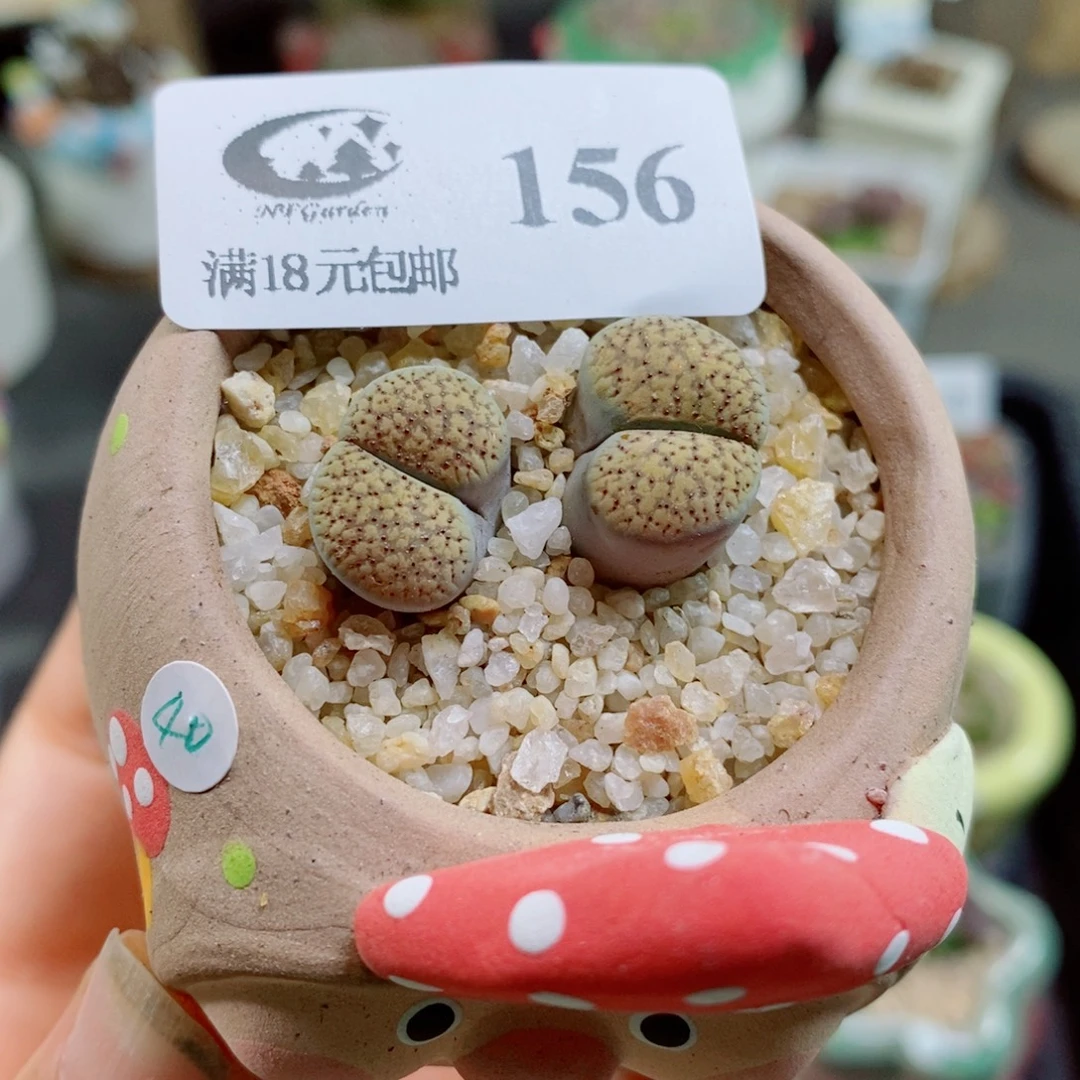 生石花花花花花花花156