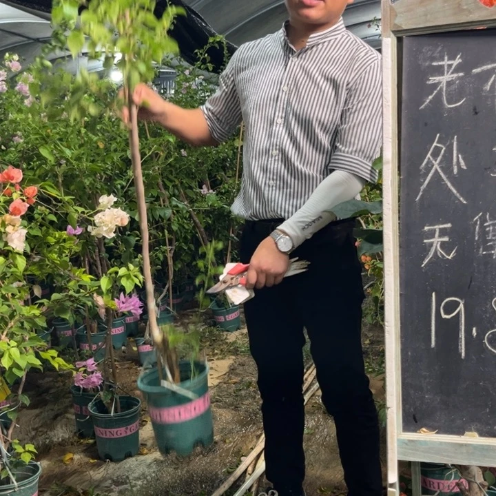 无花朵三角梅紫丁香