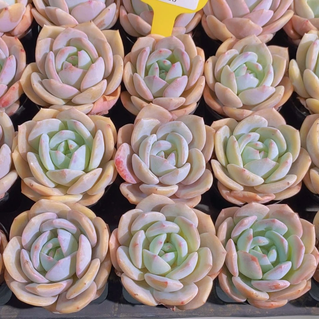 2-20-M精品奶油凤橙单头两个