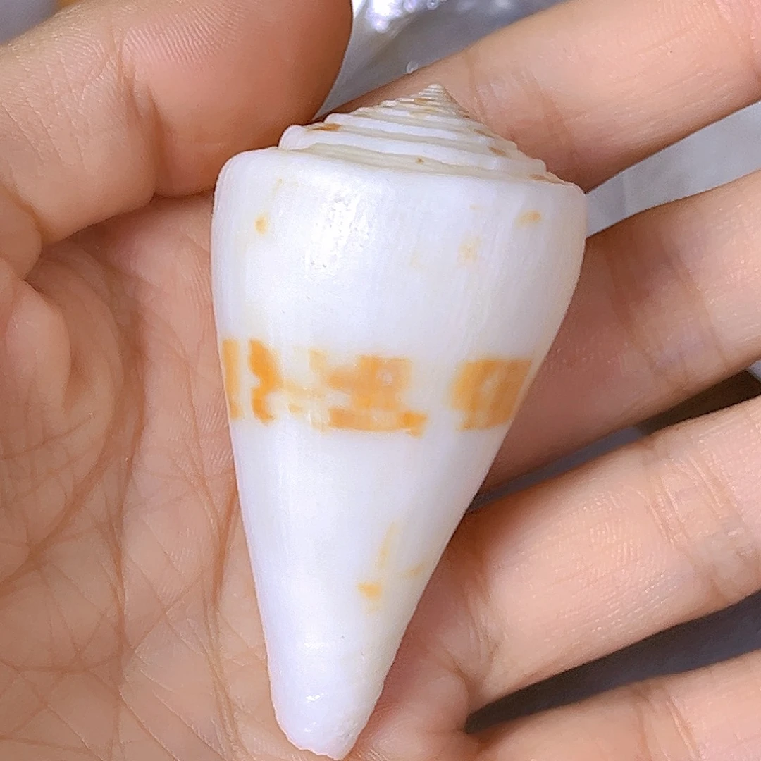 大理石磁石火**子天然贝壳海螺批发零售