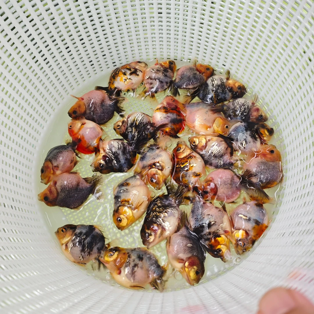 源泰水墨虎源泰水墨虎   不是F1 纯纯源泰