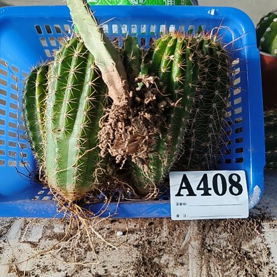 当前无花栽培后可以开花408