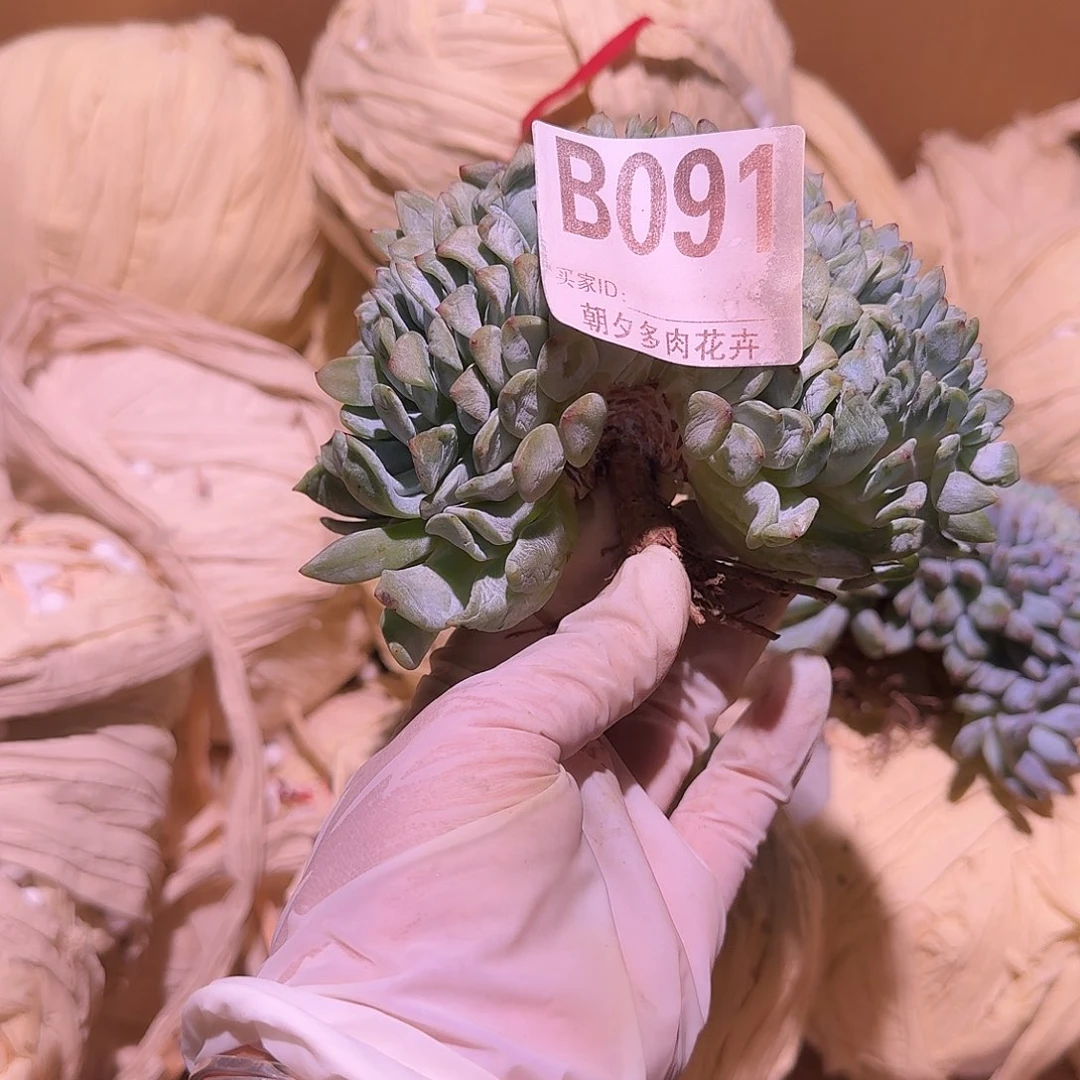 叶茶大鸡腿呀呀呀呀