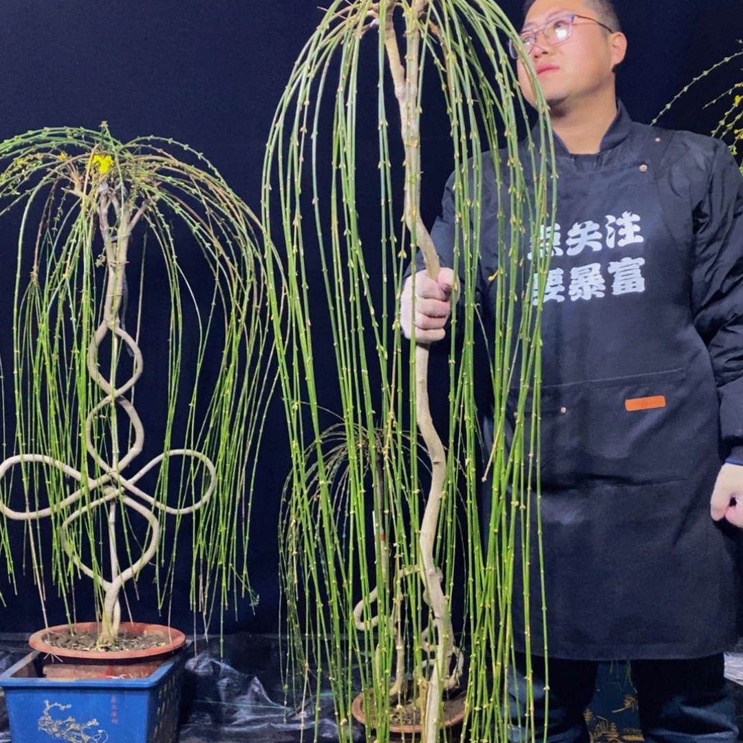 三台迎春，一物一拍，