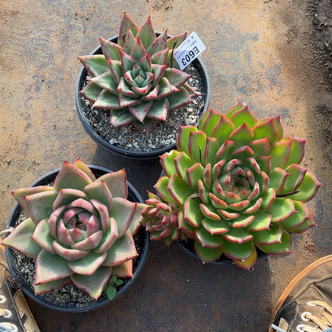 若如东云组拍E603