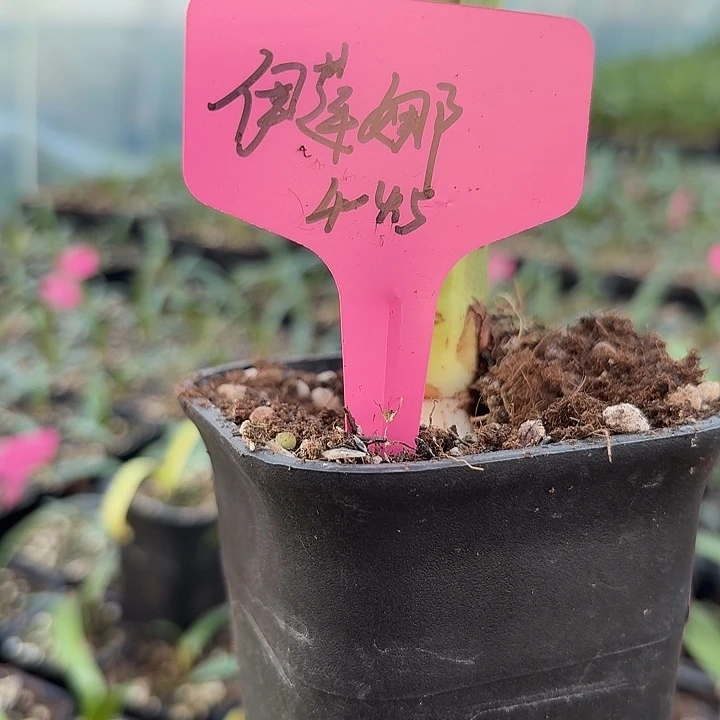 无花朵伊莲娜朱顶红直径4-4.5