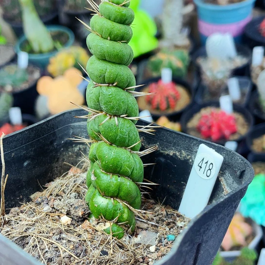 非偏远地区满25包邮仙人球