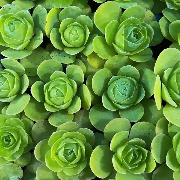 5颗小鸡蛋玫瑰5颗一组