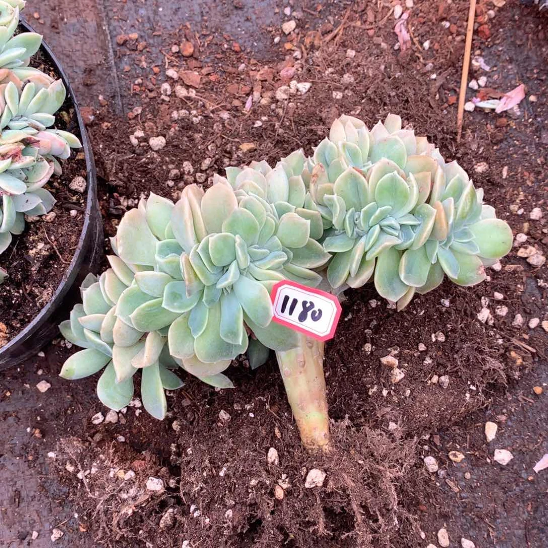 咕*哈利缀1180晓晓一物一拍