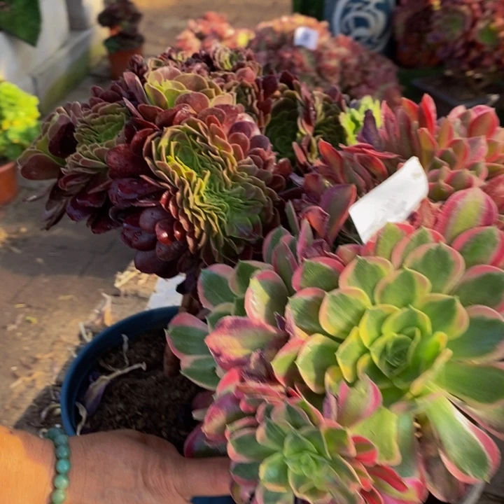 人***茶不开花植物0150欧紫➕女神多肉