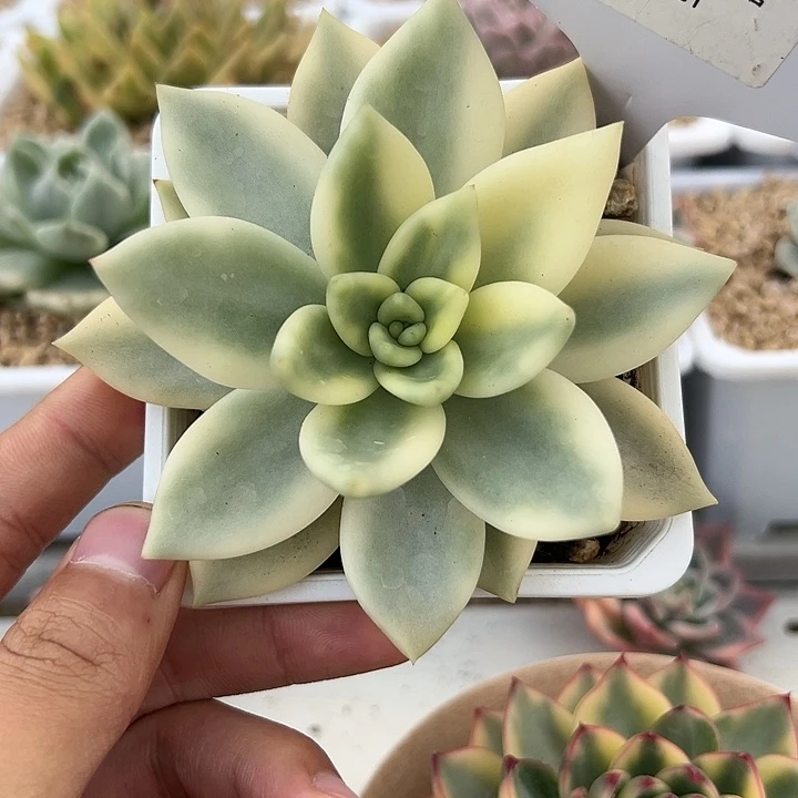 1161号助之松锦多肉