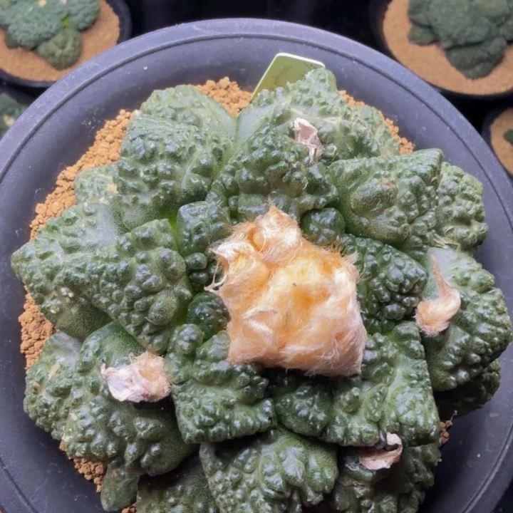 元凸粒粒光亮皮肤哥斯拉