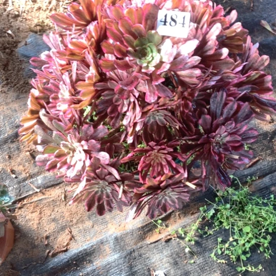 余***就多肉植物油墨484