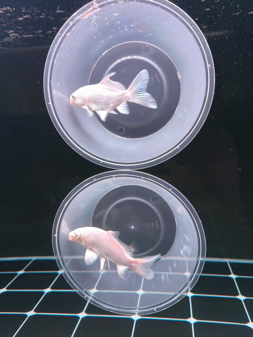 泽韵，白色蝴蝶鲤