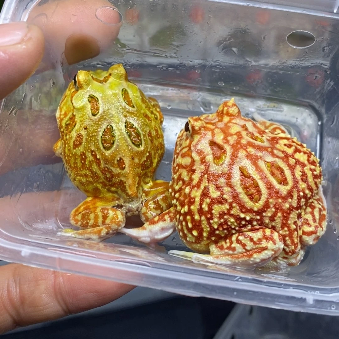 角蛙两只南美单蛙不带盒