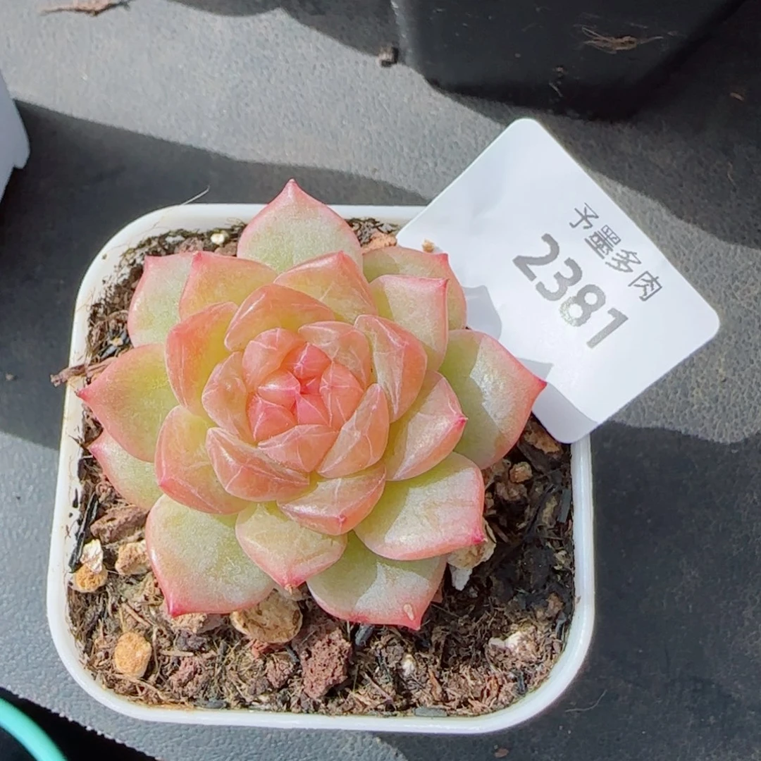 孤品糖心，2381多肉植物