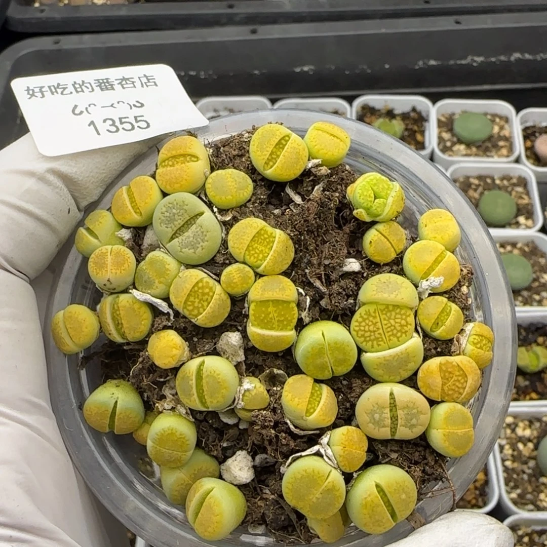 1355。黄巴黎。。。。。。。。