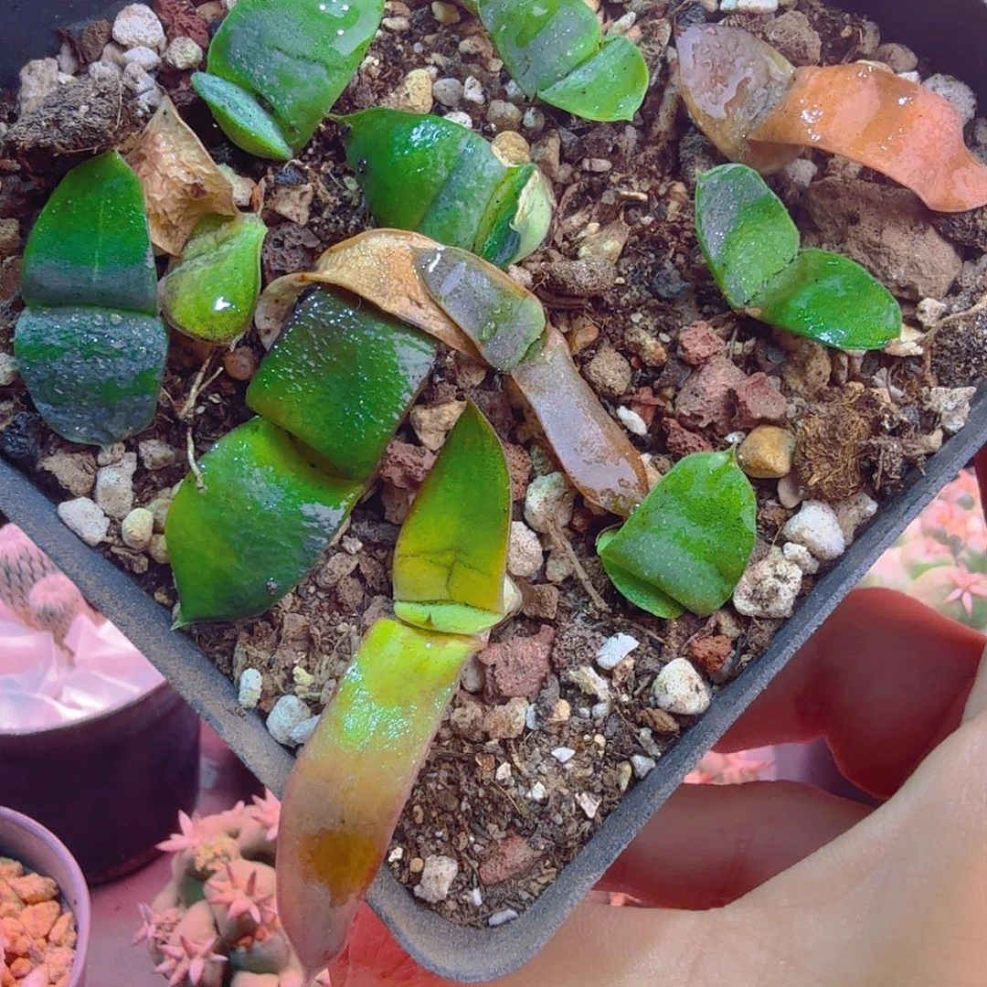卧牛锦无锦若锦侧芽多肉植物