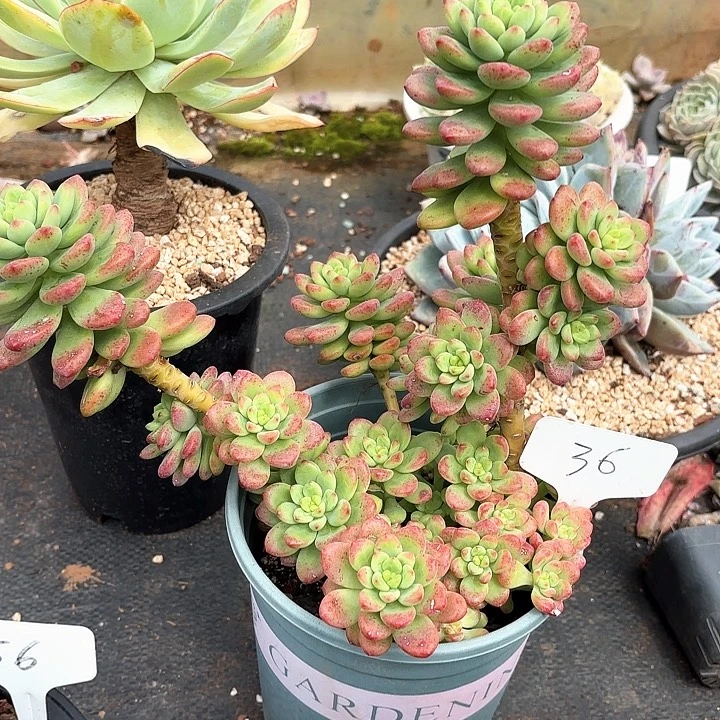 多肉植物，香格里拉36号