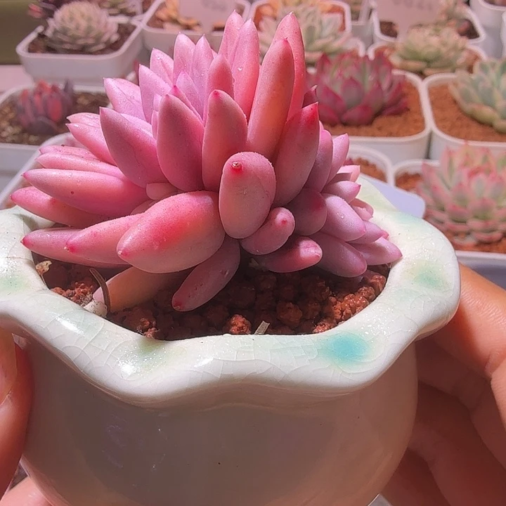 红蜻蜓锦多肉植物