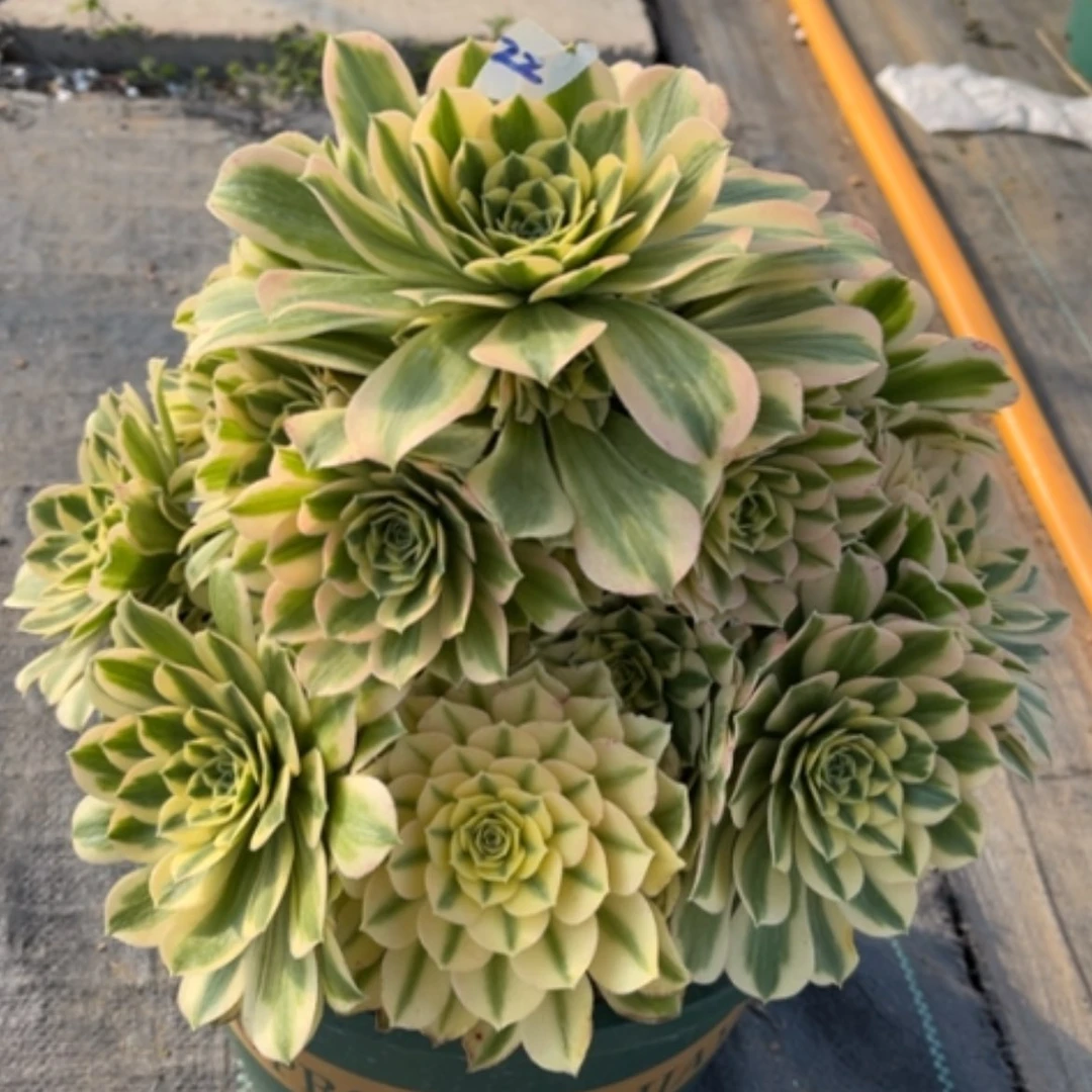 【闪购商品】22迈巴赫多肉法师