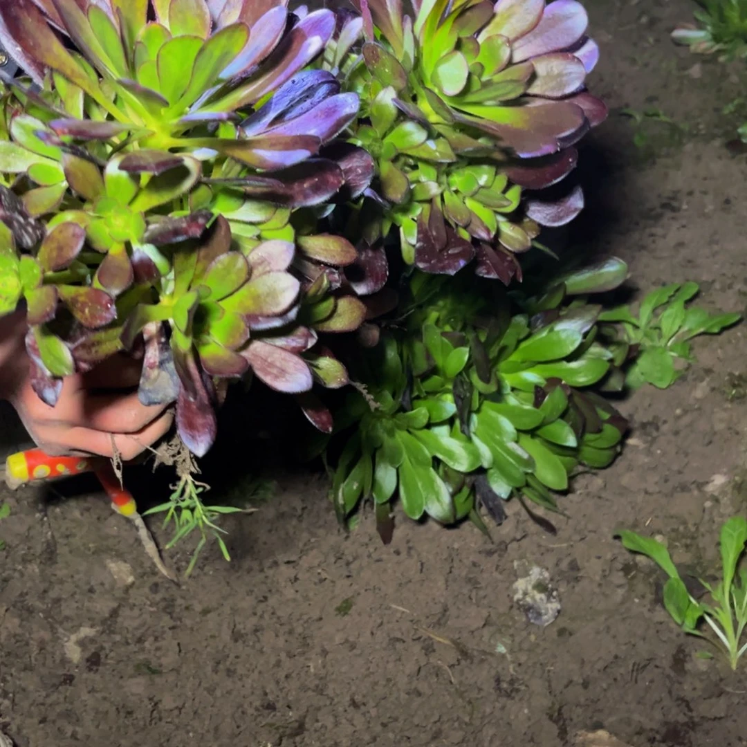 红酒原叶7块钱多肉植物