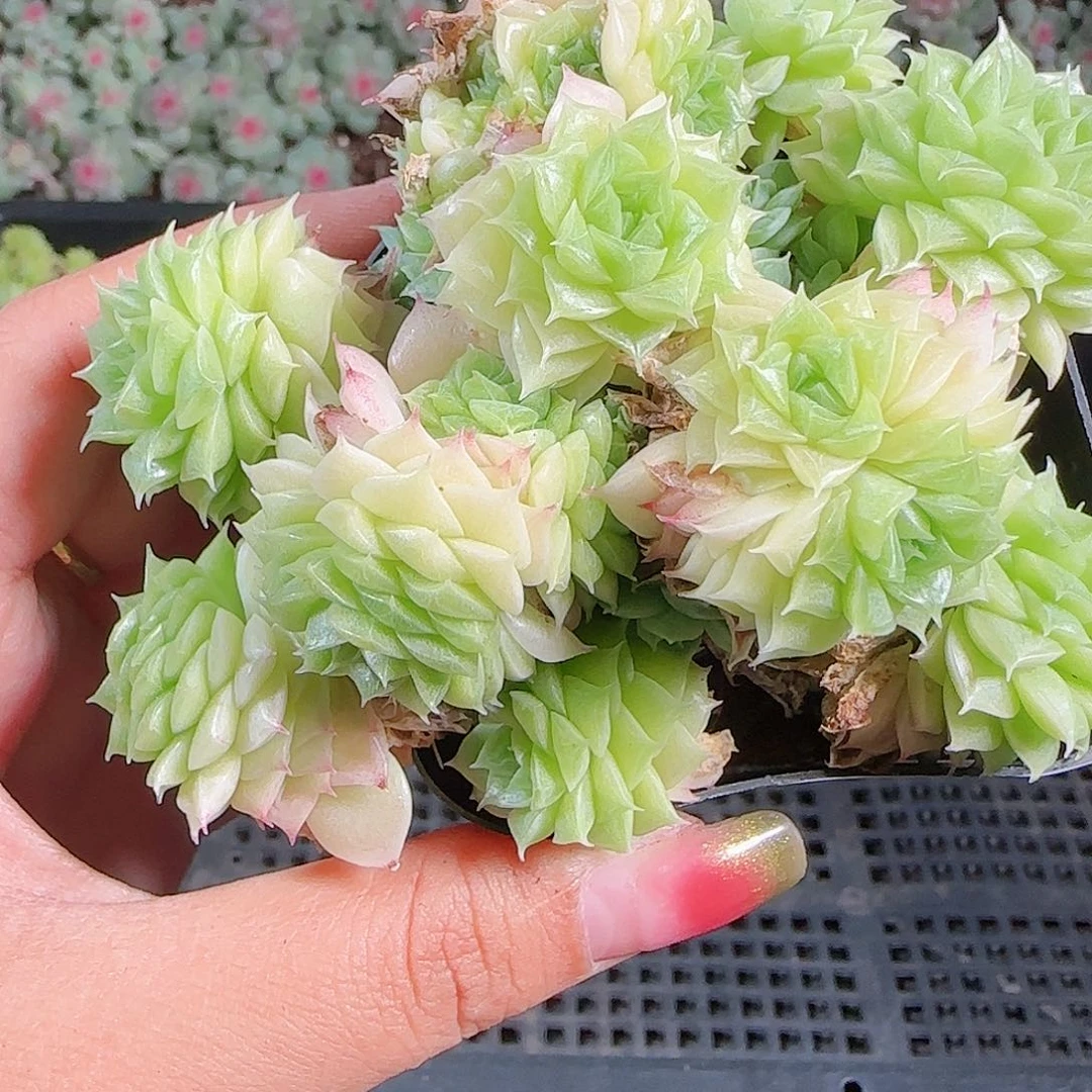 0923-118麦秆优选不包整