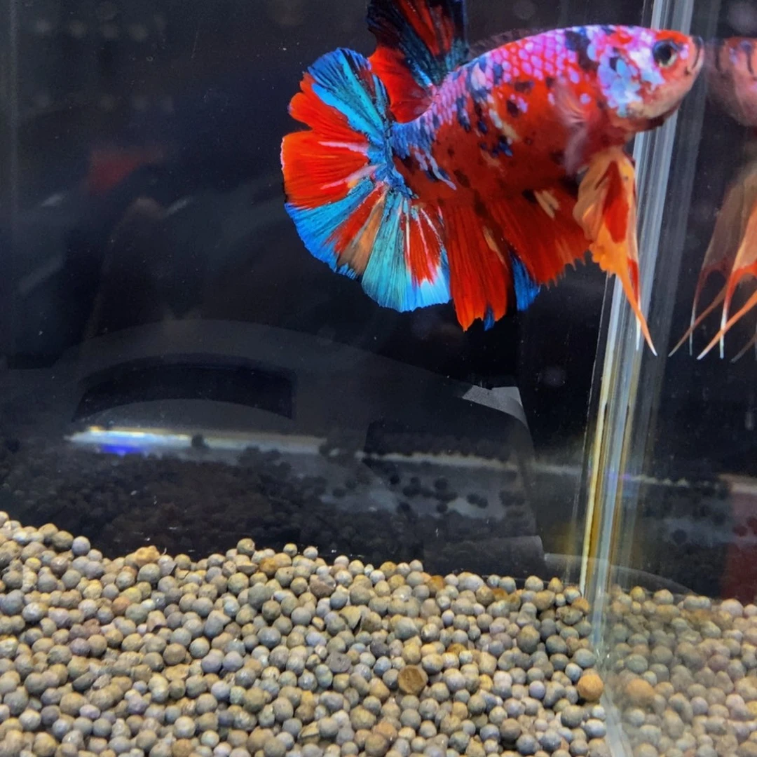 斗鱼275巨斗11111