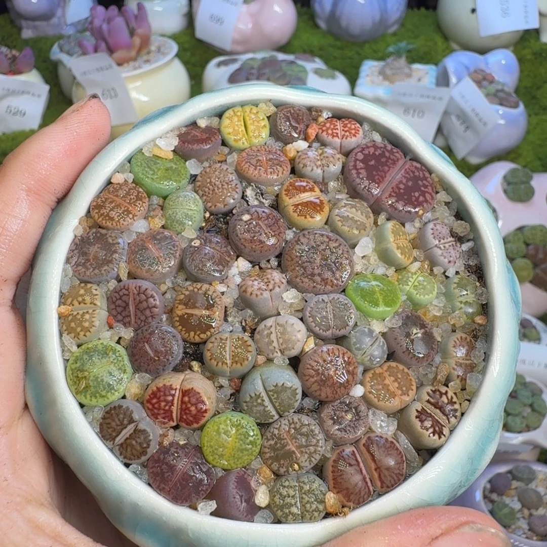 多肉植物福利冲712