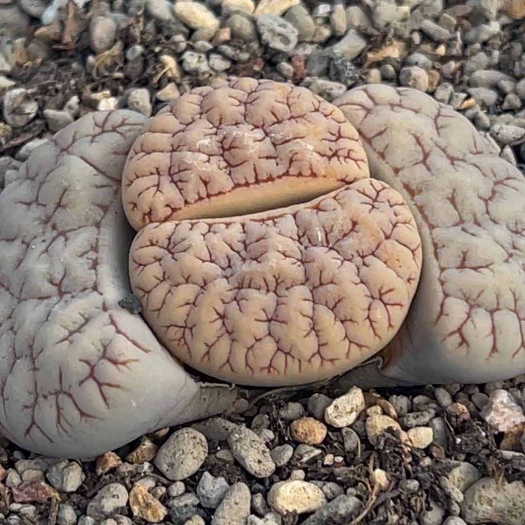 8757蜜纹凹凸脑纹189一颗