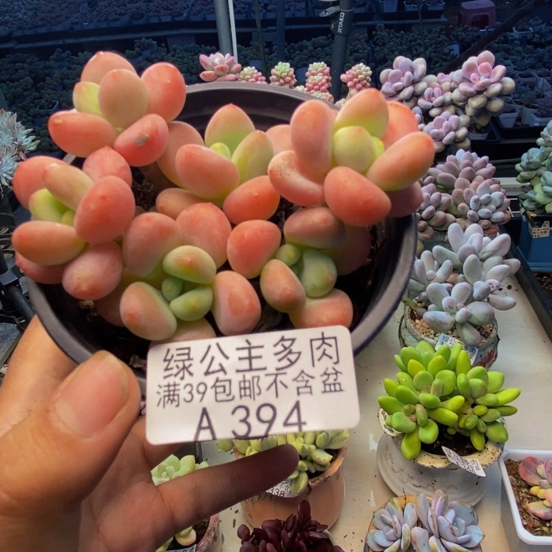 394橘子香水多肉7cm