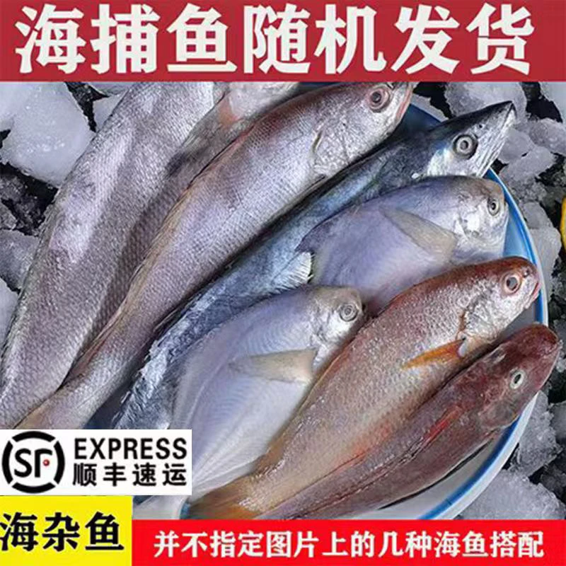 大连野生海杂鱼不指定品种大小都有冷冻发货