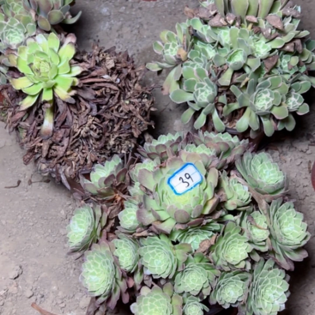 【闪购商品】多肉植物莲花39