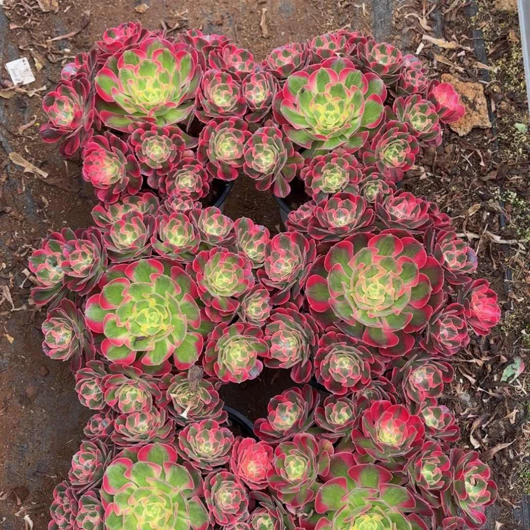 云南七彩石好看量拍一个