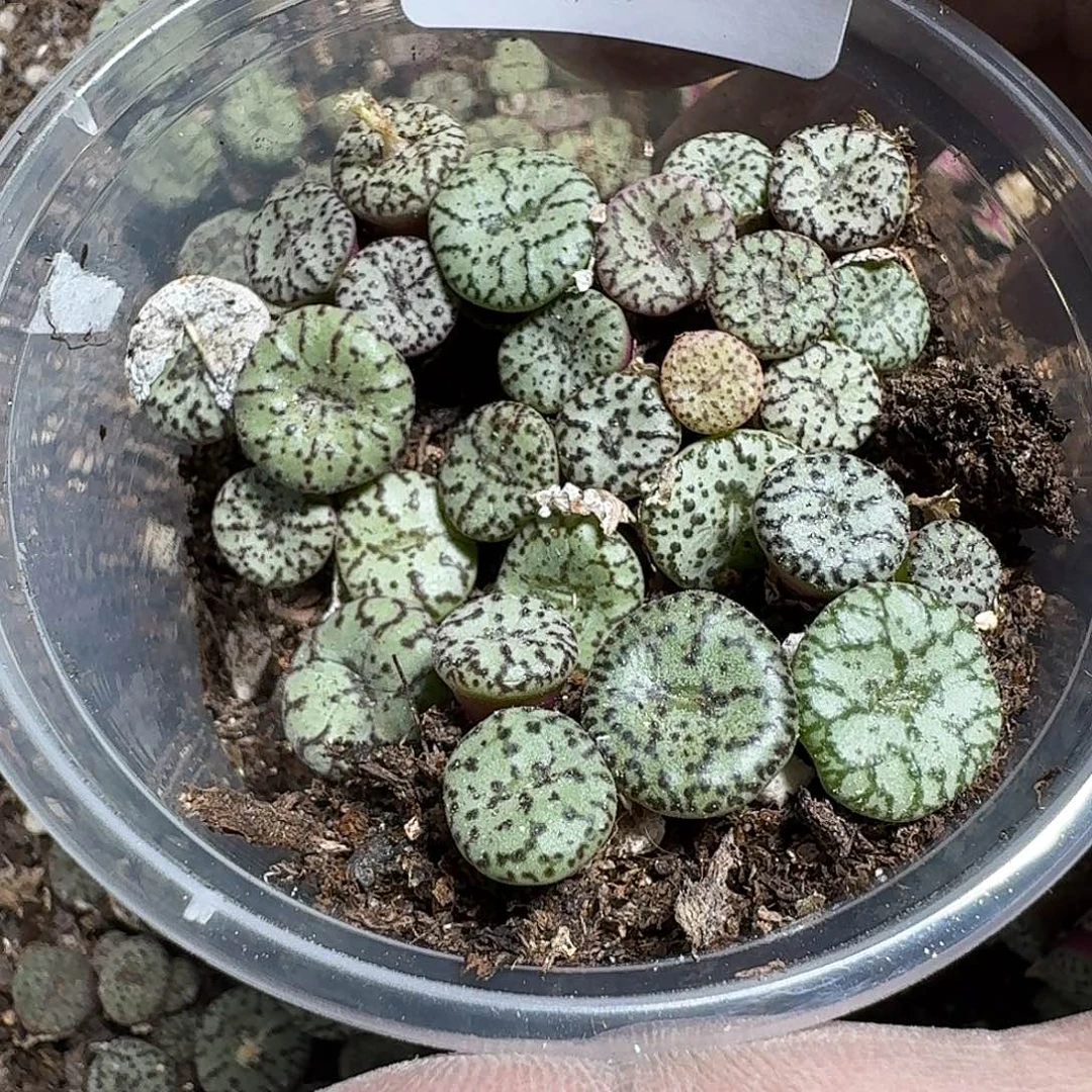 239 多肉植物多肉植物