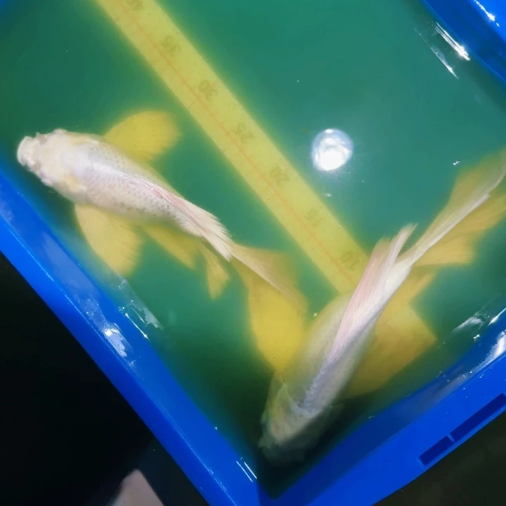 海水鱼蝴蝶鲤80包邮瑕疵