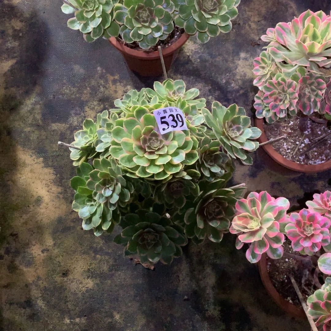 9***老多肉植物539粉花妖88888