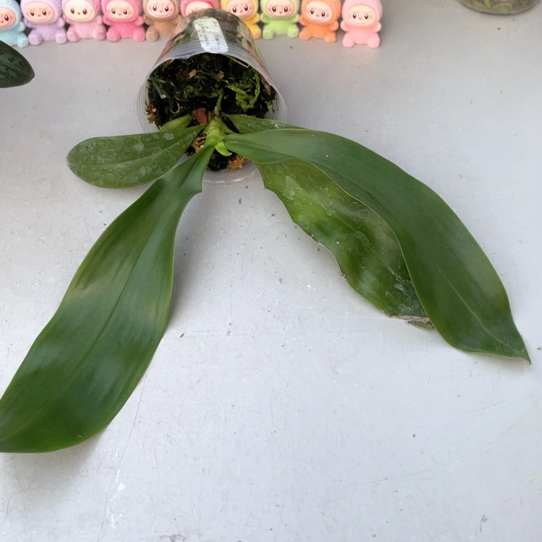 当前无花朵，栽培后可花朵