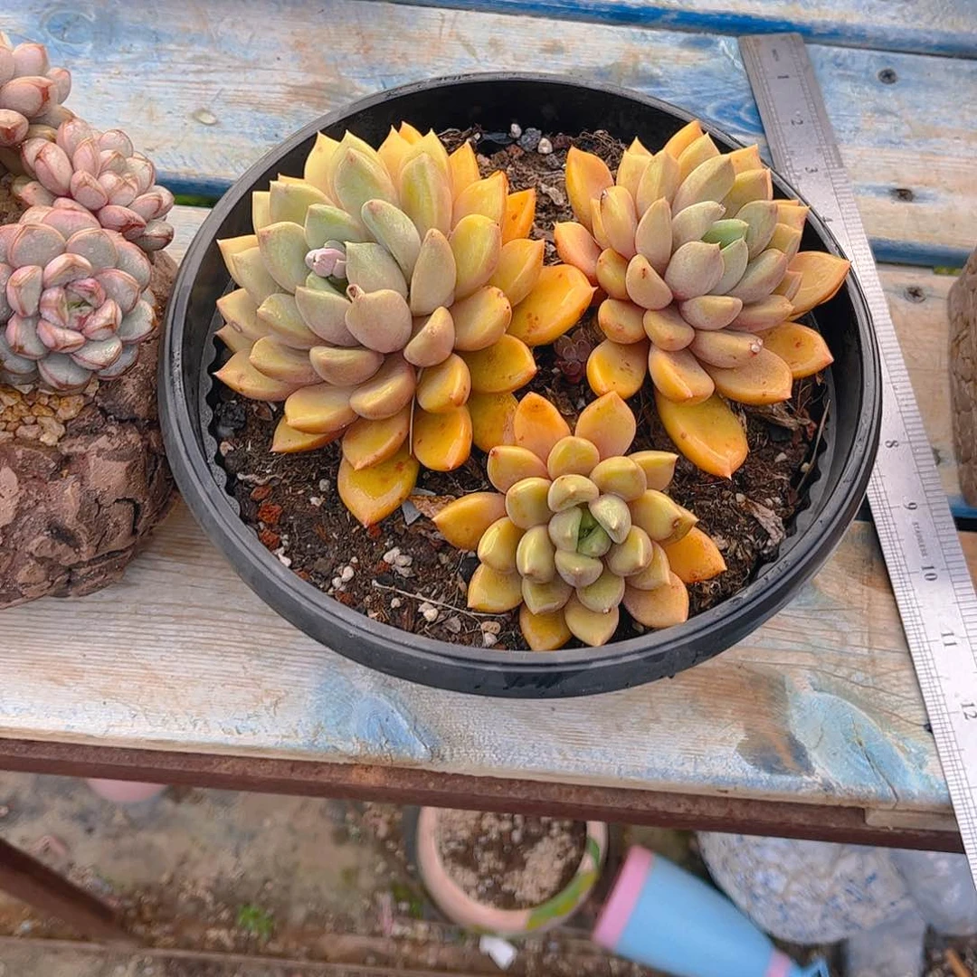 多肉老肉老桩多肉老桩