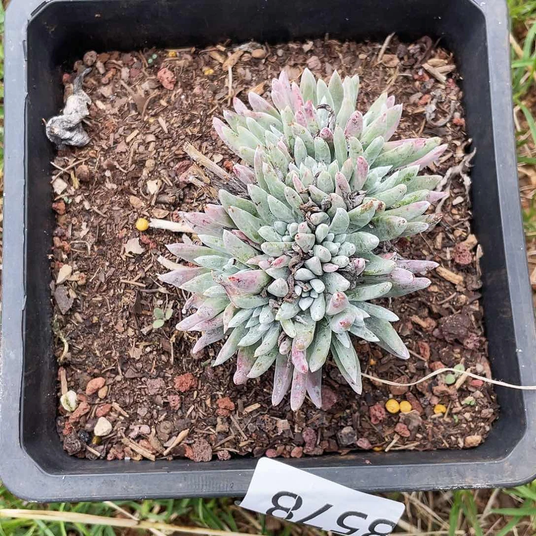白姆老桩多头5758