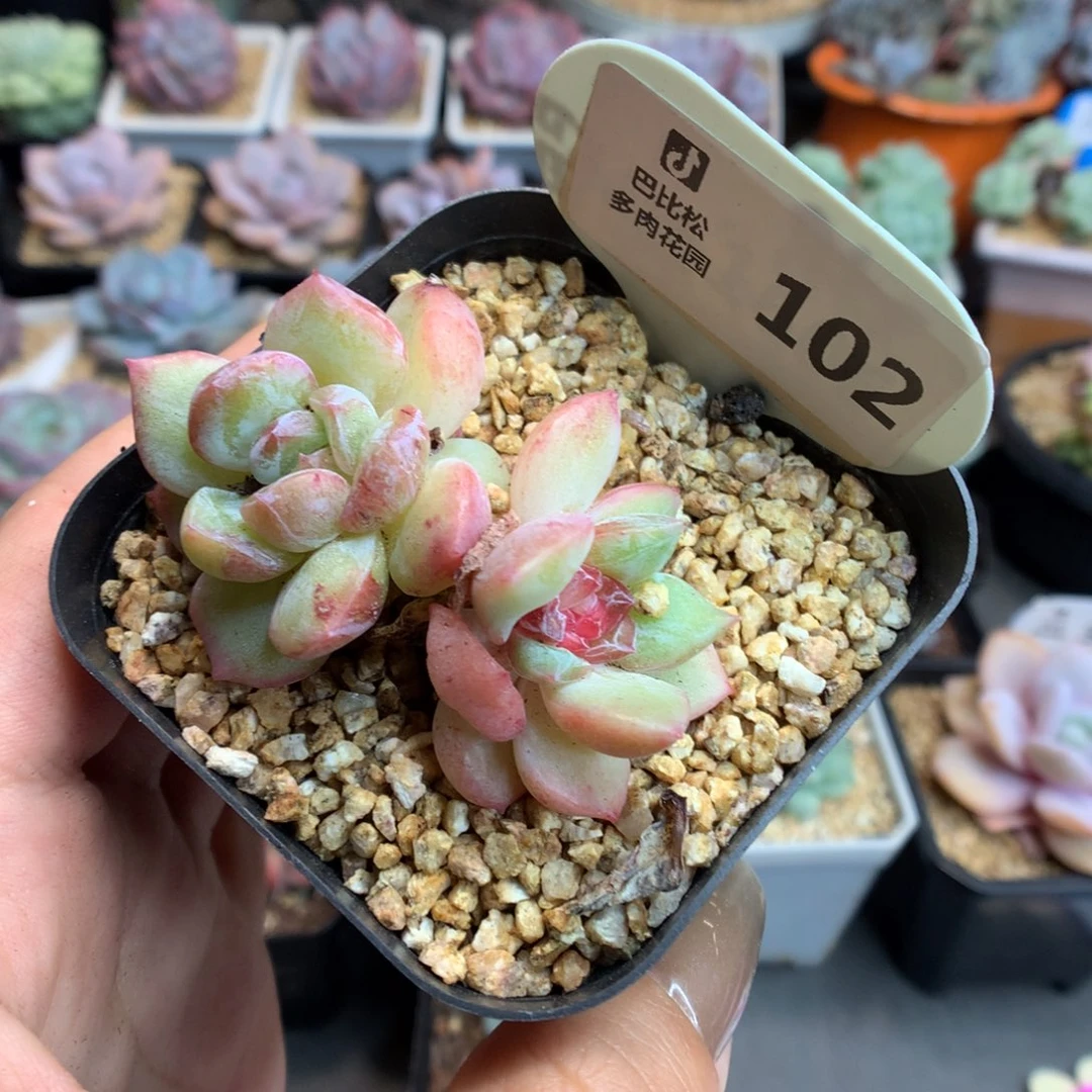 102双头珍妮石化多肉