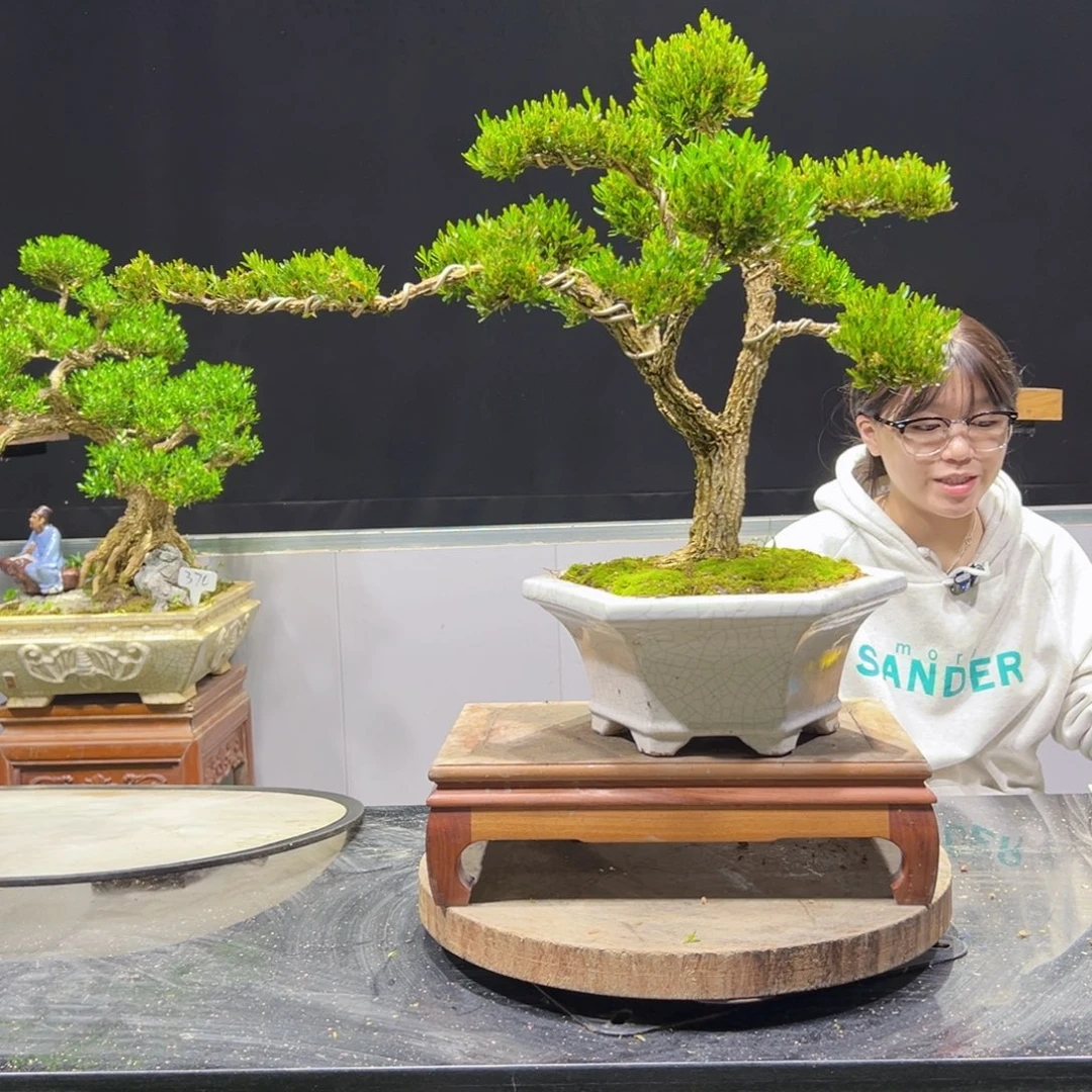 黄杨盆景老桩四季长青