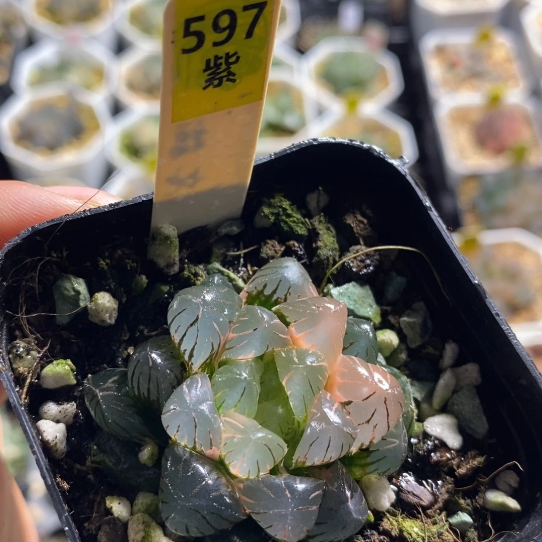 不开花植物597玉露