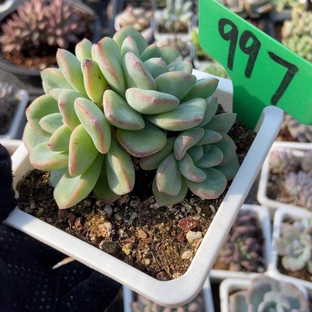 997泡芙多肉植物保护