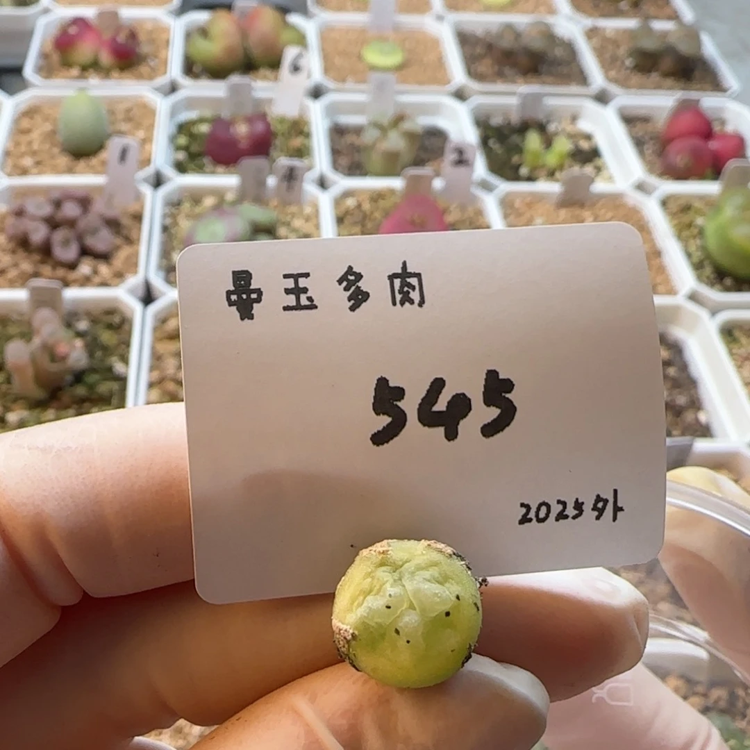 丁*多肉多肉多肉2025-545