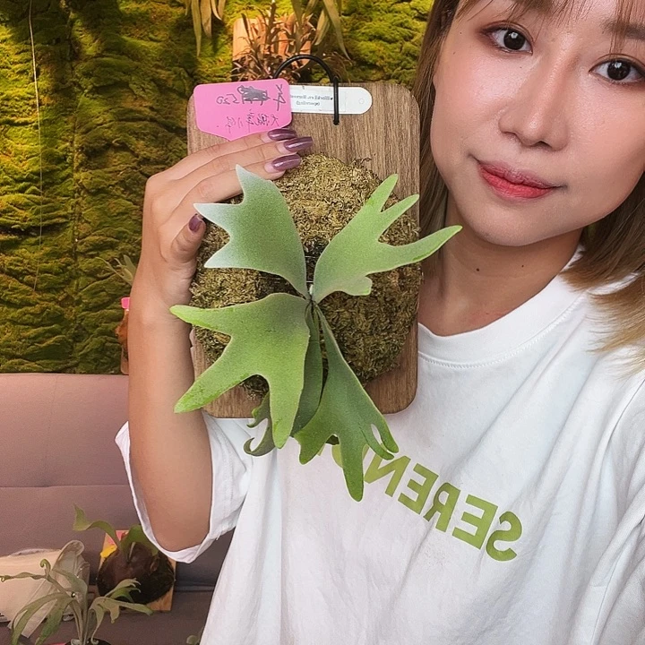 不开花植物nook 丰收月