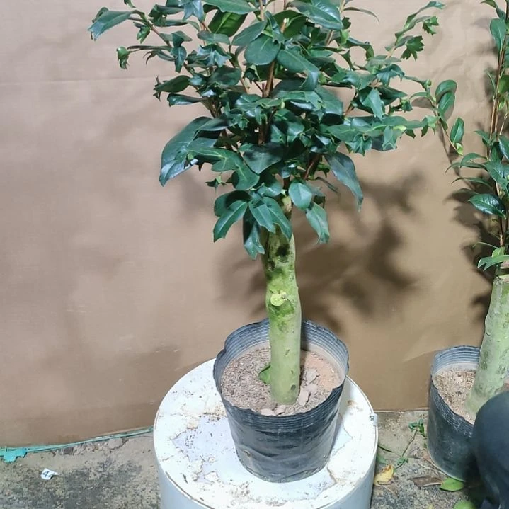 680鱼尾茶，原盆原土发货，不包邮