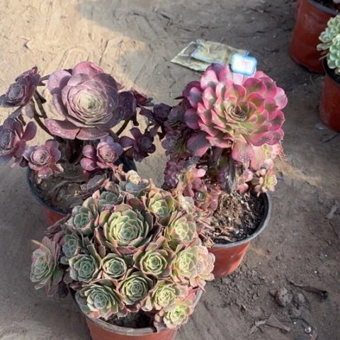 690多肉植物组合，