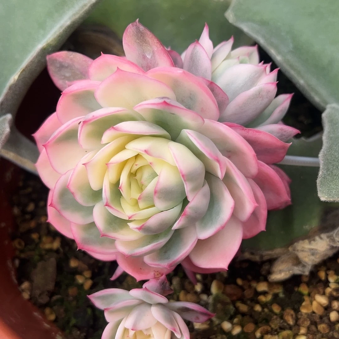 粉水晶锦嫁接多肉植物