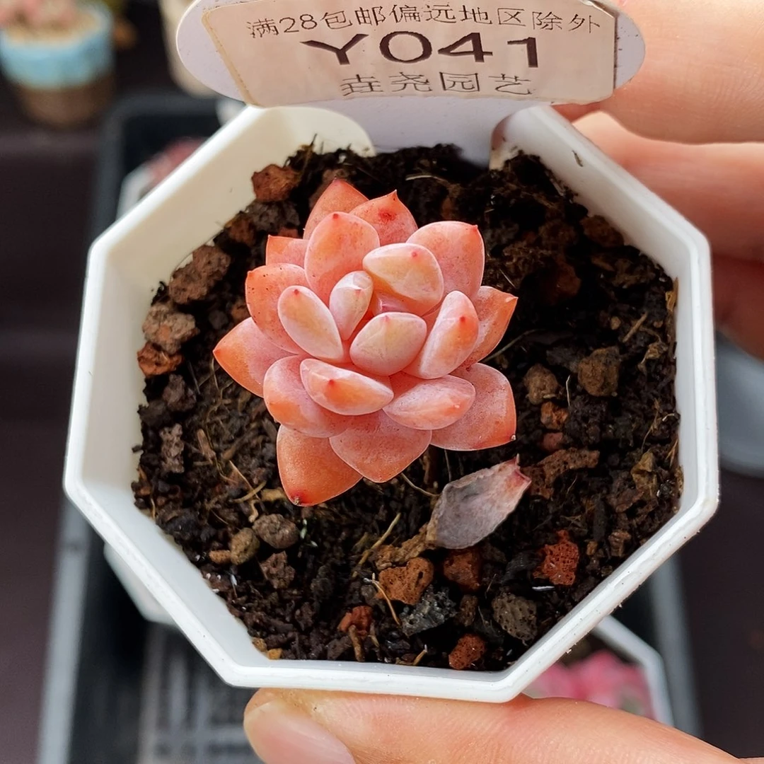 0041 雪天使单头 2.5cm